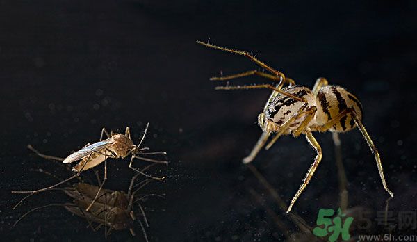 紗窗網(wǎng)密度蚊子能進(jìn)去嗎？紗窗能擋住蚊子嗎？