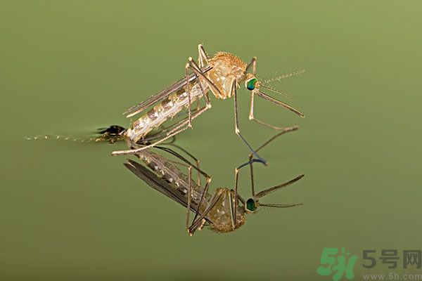 紗窗網(wǎng)密度蚊子能進(jìn)去嗎？紗窗能擋住蚊子嗎？