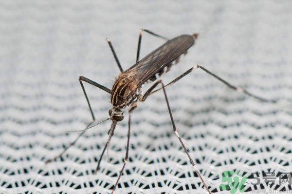 紗窗網(wǎng)密度蚊子能進(jìn)去嗎？紗窗能擋住蚊子嗎？