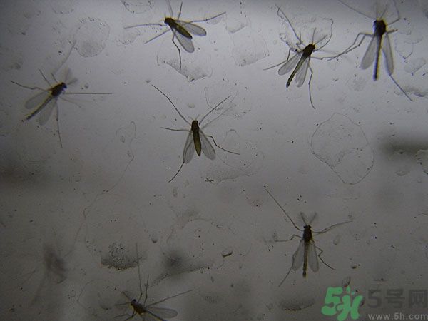 紗窗網(wǎng)密度蚊子能進(jìn)去嗎？紗窗能擋住蚊子嗎？