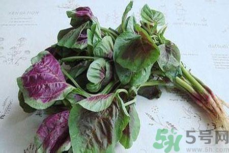 漢菜是熱性還是涼性？漢菜是涼性的嗎？