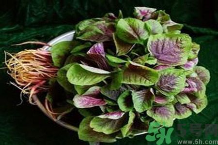 糖尿病可以吃莧菜嗎？糖尿病吃莧菜好嗎？