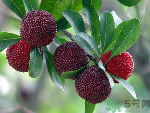 楊梅可以和草莓一起吃嗎？楊梅能和草莓一起吃嗎？