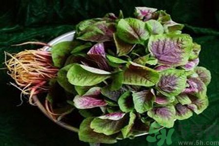 吃莧菜會(huì)皮膚過敏嗎？吃莧菜皮膚過敏怎么辦？