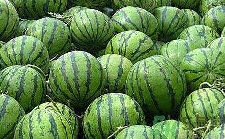 沙瓤西瓜怎么挑？怎么挑選西瓜？