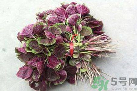 莧菜汁為什么是紅色？莧菜汁的顏色為什么是紅色？