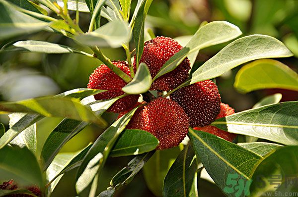 吃楊梅時(shí)可以喝茶嗎？吃楊梅時(shí)喝茶有什么壞處？