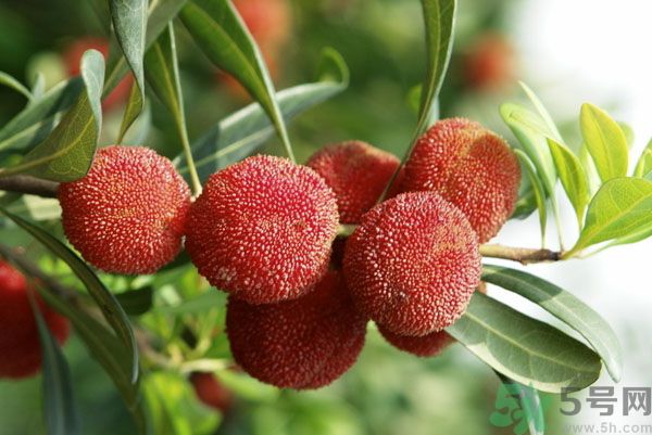 楊梅可以和牛奶一起吃嗎？牛奶能和楊梅一起吃嗎？