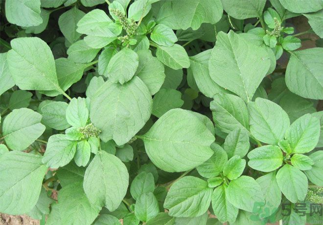 紅莧菜和青莧菜哪個(gè)好？紅莧菜和青莧菜哪個(gè)好吃？