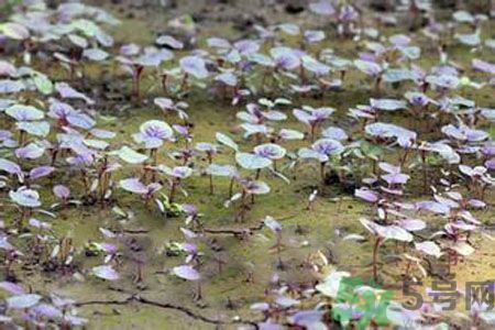 紅莧菜和青莧菜哪個(gè)好？紅莧菜和青莧菜哪個(gè)好吃？