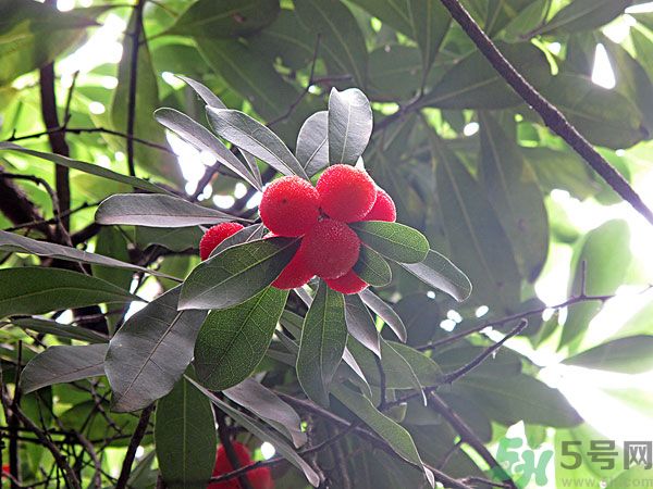 楊梅里面的蟲子能吃嗎？楊梅里面的蟲子吃了會怎么樣？