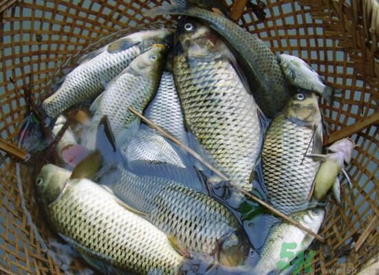 魚能和萵苣一起煮嗎？魚可以和萵苣一起吃嗎？