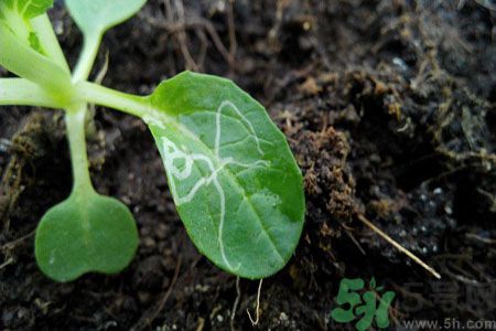 莧菜葉子上有白點(diǎn)是怎么回事？莧菜葉子上有白點(diǎn)可以吃嗎？