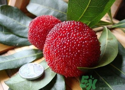 楊梅紅色好還是黑色好？楊梅顏色越深越好嗎？