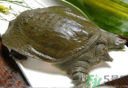 莧菜和甲魚一起吃會(huì)中毒嗎？吃了莧菜了甲魚怎么辦？