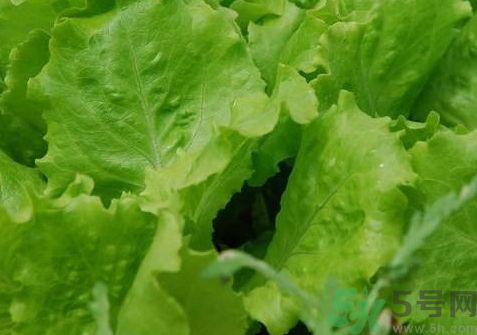 生菜怎么清洗?生菜怎么洗干凈? 生菜怎么清洗?生菜怎么洗干凈?