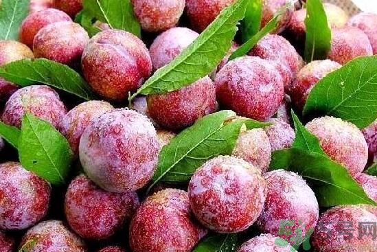 李子能和酸奶一起吃嗎？李子和酸奶一起吃好嗎