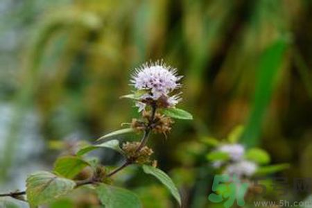 夏天吃薄荷可以解暑嗎？夏天怎么吃薄荷可以解暑？