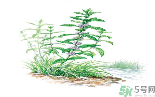 夏天吃薄荷可以解暑嗎？夏天怎么吃薄荷可以解暑？