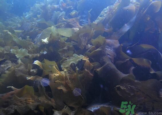 海帶發(fā)黃能吃嗎？海帶發(fā)黃還可以吃嗎？