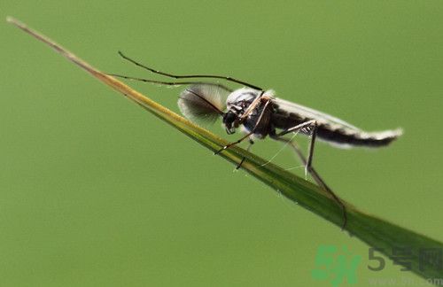 為什么蚊子喜歡咬我?蚊子喜歡咬什么血型的人 為什么蚊子喜歡咬我?蚊子喜歡咬什么血型的人