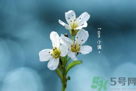 小滿喝什么茶？小滿喝什么茶好？