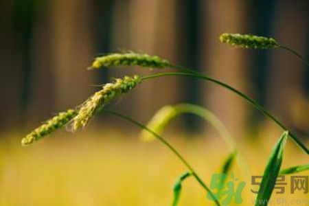 小滿喝什么茶？小滿喝什么茶好？