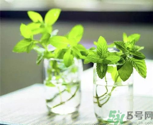 薄荷為什么叫貓薄荷？薄荷和貓薄荷是一種