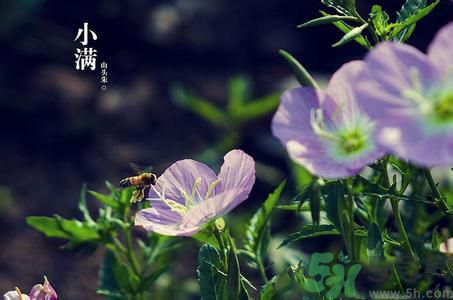 小滿養(yǎng)生要注意什么？小滿養(yǎng)生注意事項