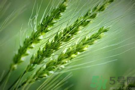 小滿養(yǎng)生要注意什么？小滿養(yǎng)生注意事項(xiàng)