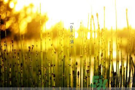 為什么小滿濕氣重？小滿怎么除濕氣？