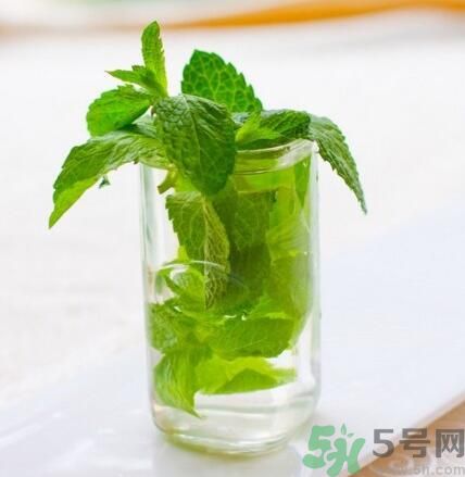  孕婦可以喝薄荷茶嗎？孕婦能喝薄荷泡的茶嗎？