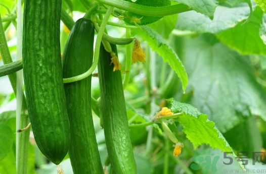 絲瓜要煮多久才熟?絲瓜要煮多長(zhǎng)時(shí)間?