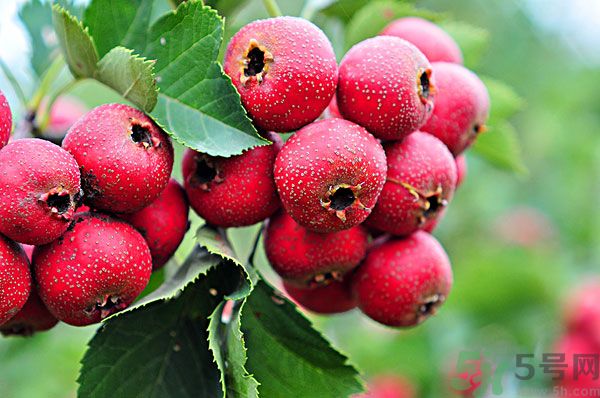 幼兒吃山楂好嗎？幼兒吃山楂片好嗎？