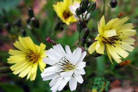 苦菜是不是發(fā)物？苦菜是發(fā)物嗎？