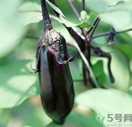 吃茄子會(huì)長(zhǎng)胖嗎？茄子卡路里高嗎？