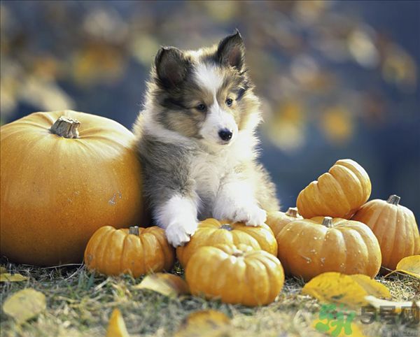 南瓜和筍能一起吃嗎？竹筍和南瓜一起吃好嗎？