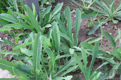 寶寶吃苦菜會拉肚子嗎？寶寶吃苦菜拉肚子了怎么辦？