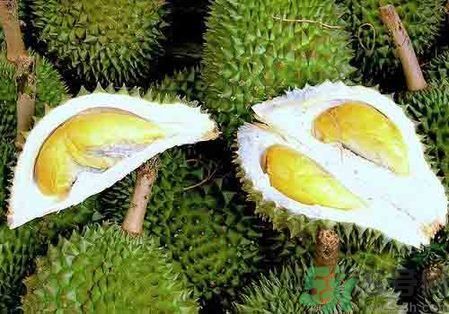 榴蓮裂開了能放多久?榴蓮裂口能放幾天? 榴蓮裂開了能放多久?榴蓮裂口能放幾天?