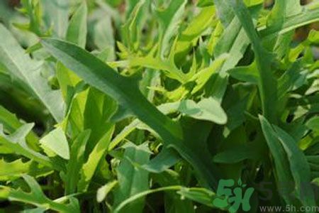 哺乳期可以吃苦菜嗎？哺乳期吃苦菜奶水會(huì)變苦嗎？