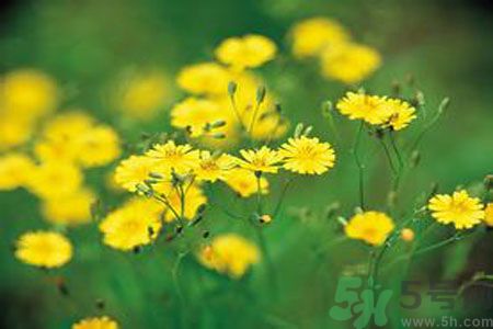 哺乳期可以吃苦菜嗎？哺乳期吃苦菜奶水會變苦嗎？