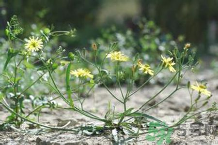 苦菜是蒲公英嗎？苦菜和蒲公英有什么區(qū)別？