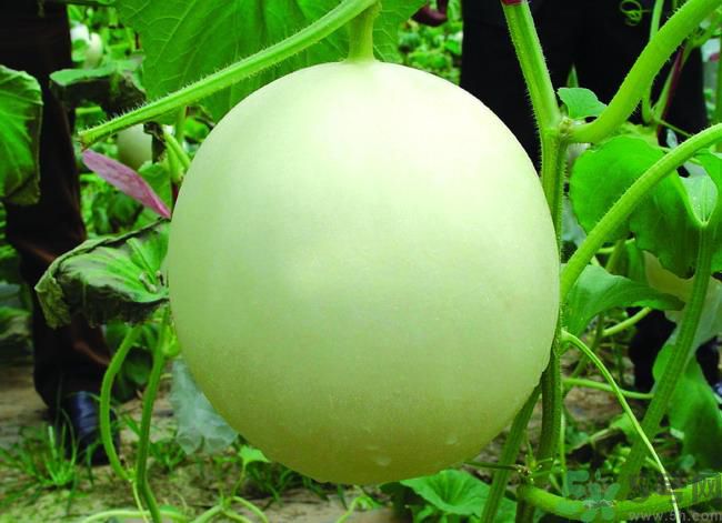 感冒了可以吃甜瓜嗎？感冒了吃甜瓜會(huì)加重病情嗎？