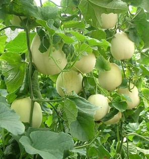 胃炎可以吃甜瓜嗎？胃炎吃甜瓜會有什么后果？