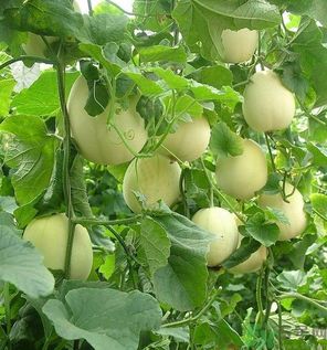 如何消除冰箱異味？冰箱有異味要怎么辦？