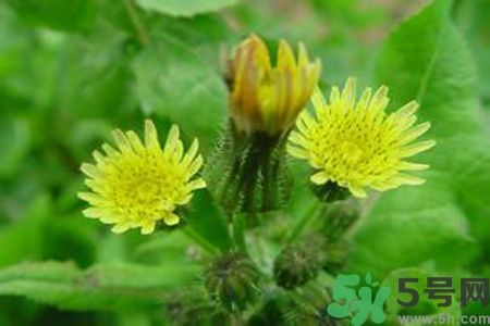 苦菜可以和豆腐一起吃嗎？苦菜和豆腐一起吃好不好吃？