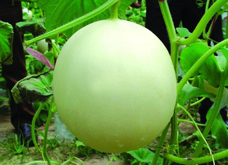 甜瓜可以放幾天？甜瓜可以保存幾天才會壞？