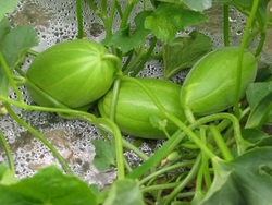 甜瓜可以放幾天？甜瓜可以保存幾天才會壞？