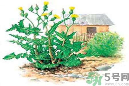 苦菜可以降血壓嗎？高血壓可以吃苦菜嗎？