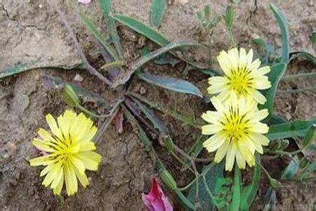 苦菜可以生吃嗎？苦菜生吃好還是熟吃好？